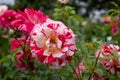 Beautiful red and white Rock and Roll rose, photographed in Regent\'s Park, London UK, in mid summer. Royalty Free Stock Photo