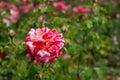 Beautiful red and white Rock and Roll rose, photographed in Regent\'s Park, London UK, in mid summer. Royalty Free Stock Photo
