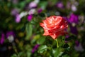 Beautiful red-white rose with dew drops on colorful natural background Royalty Free Stock Photo