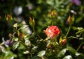 Beautiful red-white rose with one flower and several buds on colorful natural background Royalty Free Stock Photo