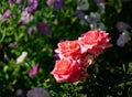 Beautiful red-white roses with dew drops on colorful natural background Royalty Free Stock Photo