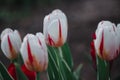 Beautiful red and white striped tulips. Pink Tulip. Flowers grow in a flower bed in spring Royalty Free Stock Photo