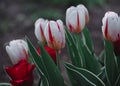 Beautiful red and white striped tulips. Pink Tulip. Flowers grow in a flower bed in spring Royalty Free Stock Photo