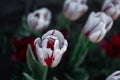 Beautiful red and white striped tulips. Pink Tulip. Flowers grow in a flower bed in spring Royalty Free Stock Photo