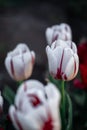 Beautiful red and white striped tulips. Pink Tulip. Flowers grow in a flower bed in spring Royalty Free Stock Photo