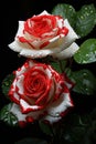 Red and white striped zibra pattern rose, ai generated image