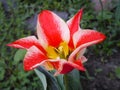 red with white stripes tulip flower of Graig Pinocchio variety on a blurred background Royalty Free Stock Photo