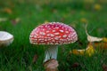 Beautiful Red and white toadstool, fly-agaric, mushroom or in green grass in autumn with some leaves background Royalty Free Stock Photo