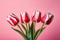 Beautiful Red and White Tulip Flowers Arrangement on Pink Background with Soft Natural Light Royalty Free Stock Photo
