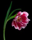 Red-white blooming tulip with green stem and leaf isolated on black background. Studio close-up shot. Royalty Free Stock Photo