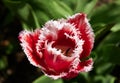 Beautiful red and white Tulip. One red and white Tulip in garden. Blurry tulips in a tulip garden Royalty Free Stock Photo