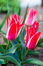 Beautiful red, white tulips closeup Royalty Free Stock Photo