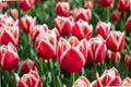 beautiful red and white tulips field sunny day Royalty Free Stock Photo
