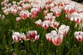 Beautiful red and white tulips in the garden