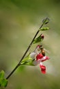 Bumble bee red flower Royalty Free Stock Photo