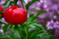 Beautiful Red Wild Peony Spring Flower Plant- Paeonia peregrina Royalty Free Stock Photo