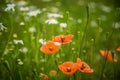 Beautiful, red, wild poppies blossoming in the meadow.