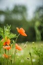 Beautiful, red, wild poppies blossoming in the meadow.