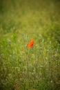 Beautiful, red, wild poppies blossoming in the meadow.