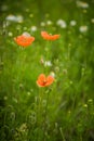 Beautiful, red, wild poppies blossoming in the meadow.