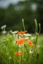 Beautiful, red, wild poppies blossoming in the meadow.