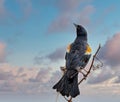 A beautiful red-winged blackbird perched in the reeds. Royalty Free Stock Photo