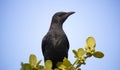 A beautiful red-winged starling black bird sitting on top of a tree.