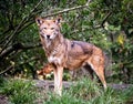 Beautiful red wolf standing at attention at Point Defiance Zoo Royalty Free Stock Photo
