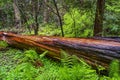 The beautiful red wood of the Western Red Cedar Tree