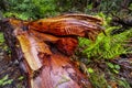 The beautiful red wood of the Western Red Cedar Tree