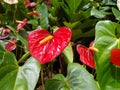 Beautiful red and yellow anthurium flower blossom in garden during sunny day