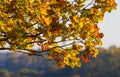 Beautiful red, yellow and brown oak leaves on branch of a tree Royalty Free Stock Photo