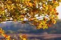 Beautiful red, yellow and brown oak leaves on branch of a tree Royalty Free Stock Photo