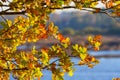 Beautiful red, yellow and brown oak leaves on branch of a tree Royalty Free Stock Photo