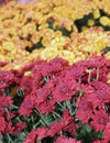 Beautiful red and yellow chrysanthemum flowers close up