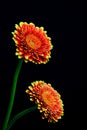 Beautiful red yellow color gerber daisy flowers on black background Royalty Free Stock Photo