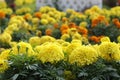 Beautiful Red yellow color Marigold floral background.