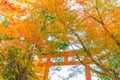 Beautiful red yellow colorful autumn maple tree leaves in november fall season travel landmark in Japan Kyoto Kansei area Royalty Free Stock Photo