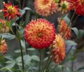 Beautiful red and yellow dahlias in full bloom Royalty Free Stock Photo