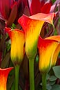 Beautiful red and yellow day lilies. Royalty Free Stock Photo