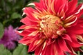 Beautiful Red and Yellow Dinnerplate Dahlia Royalty Free Stock Photo