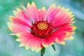 Beautiful red yellow flower scientific name Gaillardia Aristata during a sunny day. Nature background. Kyiv, Ukraine, Europe. Royalty Free Stock Photo