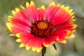 Beautiful red yellow flower scientific name Gaillardia Aristata during a sunny day. Natural nature background. Royalty Free Stock Photo