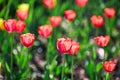 Beautiful red and yellow flower tulips lit by sunlight. Soft selective focus. Close up Royalty Free Stock Photo