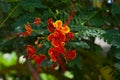 Beautiful red yellow flowers on a background of green leaves, Philippines. Royalty Free Stock Photo