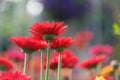 Beautiful red and yellow gerbera daisy flower in the garden for Royalty Free Stock Photo