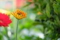 Beautiful red and yellow gerbera daisy flower in the garden for Royalty Free Stock Photo