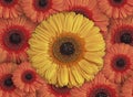 Beautiful red and yellow Gerbera flower blossom in the garden Royalty Free Stock Photo