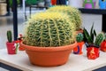 Beautiful Red, yellow, Green Gymnocalycium cactus on pot in the garden, in a shop, flower supermarket. Round cactus - Royalty Free Stock Photo