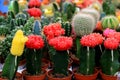 Beautiful Red, yellow, Green Gymnocalycium mihanovichii grafted cactus on pot in garden, shop, flower supermarket. Round cactus -